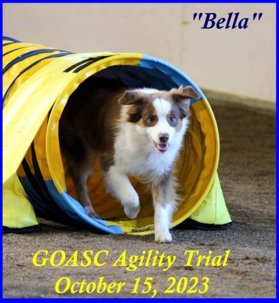 Agility Trial